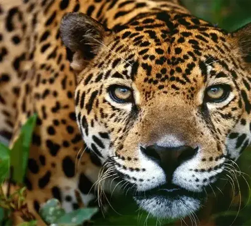 Jaguar - Puerto Maldonado | Peruvian Sunrise Jaguar - Puerto Maldonado | Peruvian Sunrise