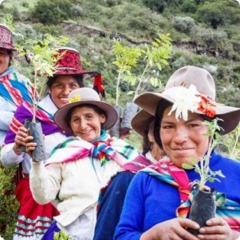 You Buy we Plant | Peruvian Sunrise You Buy we Plant | Peruvian Sunrise